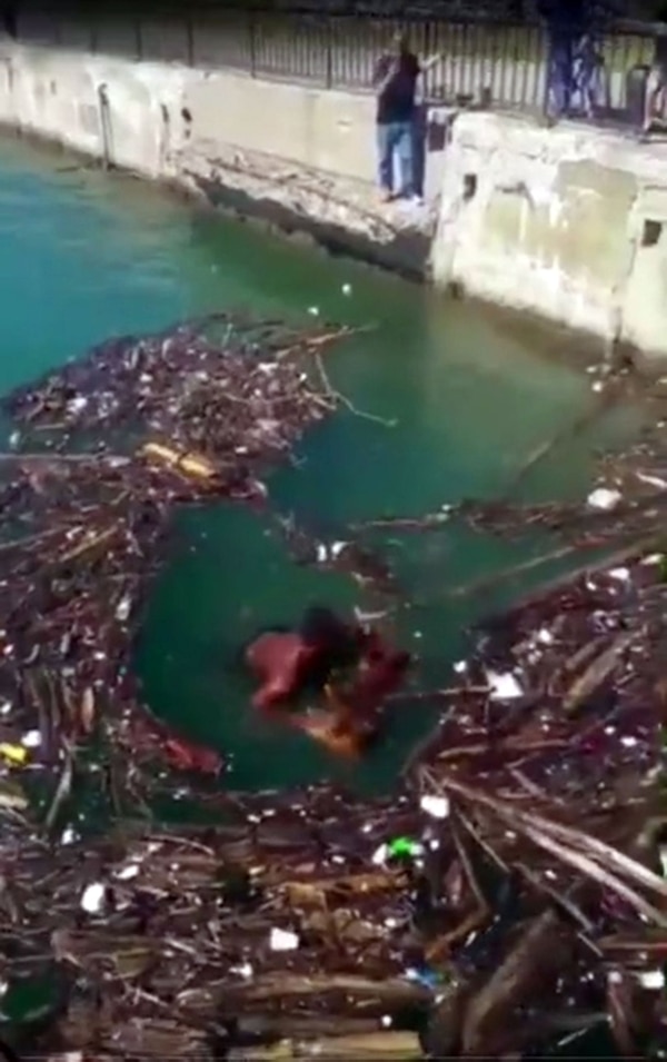 Mario Guthrie se arrojó al agua para recolectar unas maderas