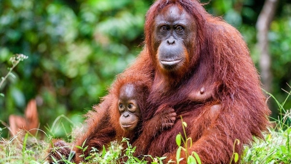 El orangután que existía antes de que los humanos modernos llegaran al sudeste asiático hace 70.000 años puede haber sido bastante diferente