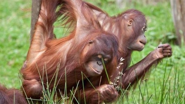 Actualmente, solo se encuentran en las islas de Borneo y Sumatra, situadas en el Sudeste asiático