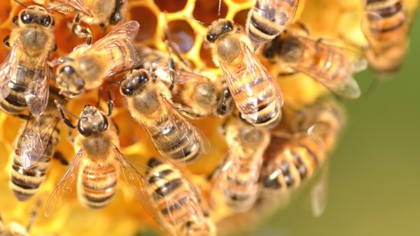 Las abejas que tienen problemas para encontrar alimento tienen menos posibilidades de sobrevivir durante el invierno (Getty)