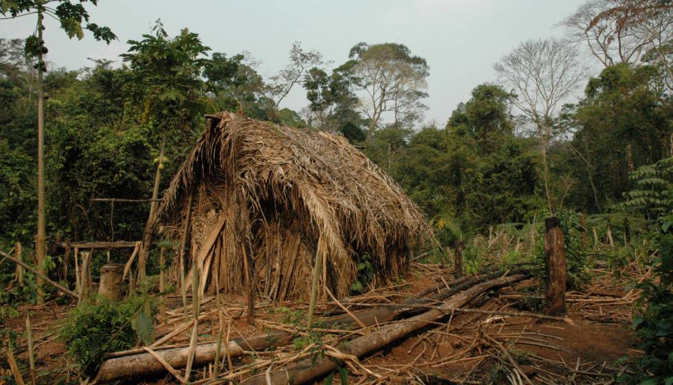 Cabaña de paja del hombre del agujero, en el territorio indígena Tanaru del estado brasileño de Rondônia.