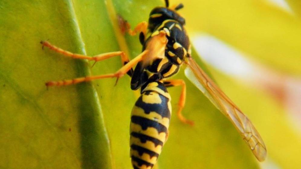 Foto: Ejemplar de avispa. (iStock)