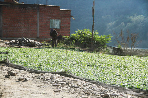 Cultivos de cocales en la población de la Asunta de la provincia en Sud Yungas de La Paz. 