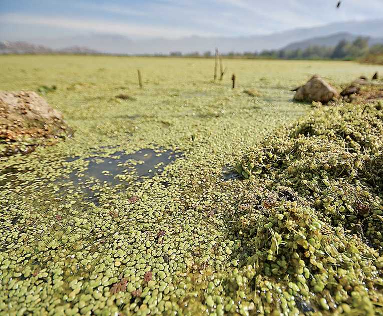 PLANTAS ACUÁTICAS PROLIFERAN EN EL LADO SURESTE DE LA LAGUNA ALALAY. DICO SOLÍS