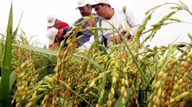 Guillén señaló que el sector que más crece es el agropecuario. | Foto ilustrativa | Agencias