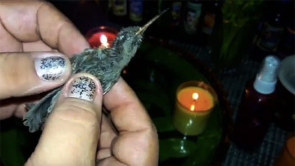 El colibrí es recomendado por brujos y chamanes para atraer el amor (Foto: YouTube)