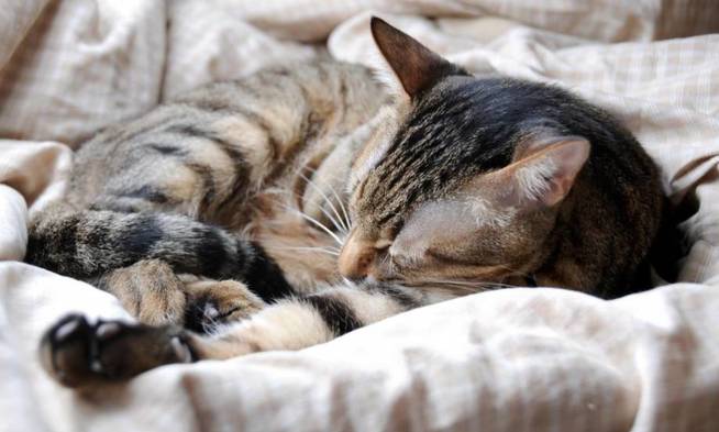 Un gato duerme sobre una túnica | Pxhere