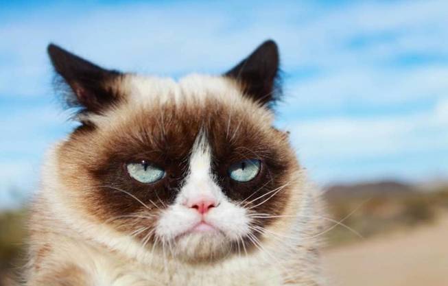 Tardar Sauce, fotografiado por sus dueños | The Official Grumpy Cat
