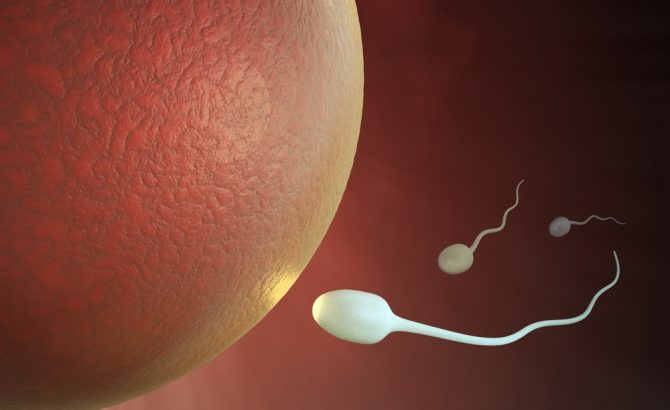 El espermatozoide tiene más funciones que el transporte de ADN al embrión