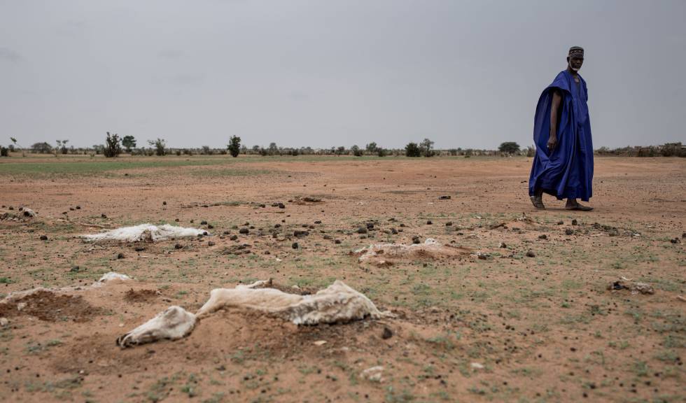 Animales muertos a causa de la sequía en Senegal. rn rn 