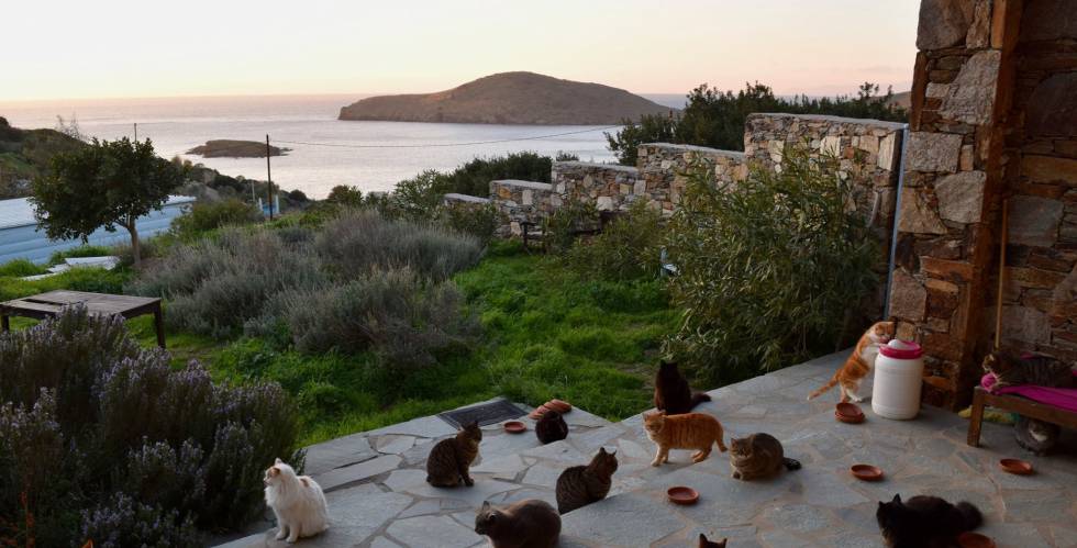 Los gatos en el santuario felino de Siros en Grecia.