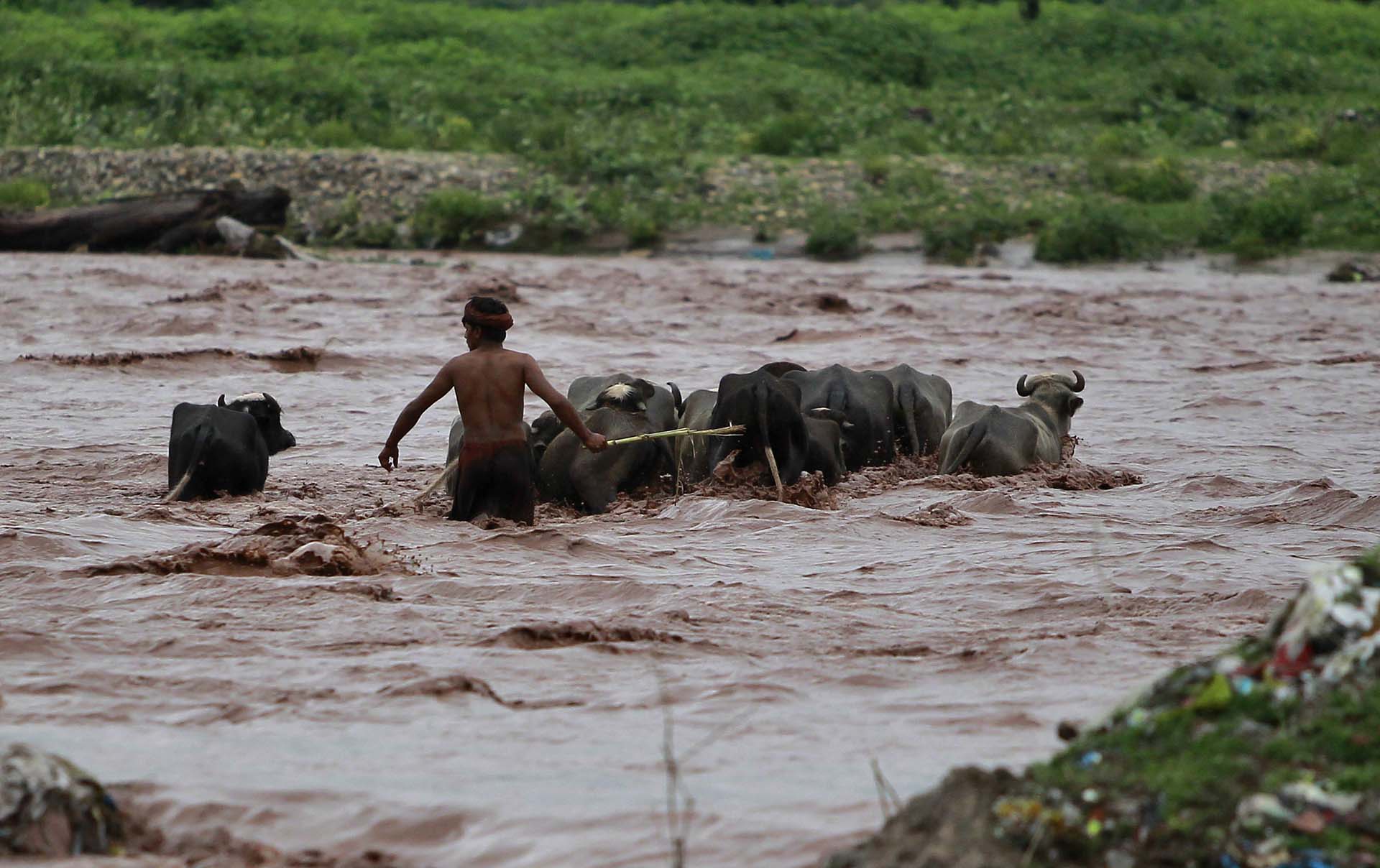 Un hombre saca a sus búfalos del agua (AP Photo/Channi Anand)