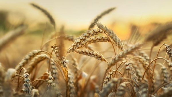 El trigo es el principal cultivo del mundo (Getty)