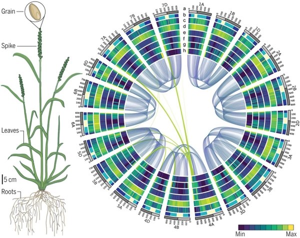 El genoma del trigo descifrado, ensamblado y ordenado. Las semillas, o grano, es lo que cuenta con respeto al rendimiento del cereal, pero todas las partes de la planta contribuyen al desempeño del cultivo (izquierda). Con el acceso a la secuencia de los 21 cromosomas del trigo, el contexto de secuencias regulatorias y la red de interacción de los genes expresados (derecha), los criadores e investigadores ahora tienen la capacidad de reescribir la historia del mejoramiento del cultivo del trigo (Science)