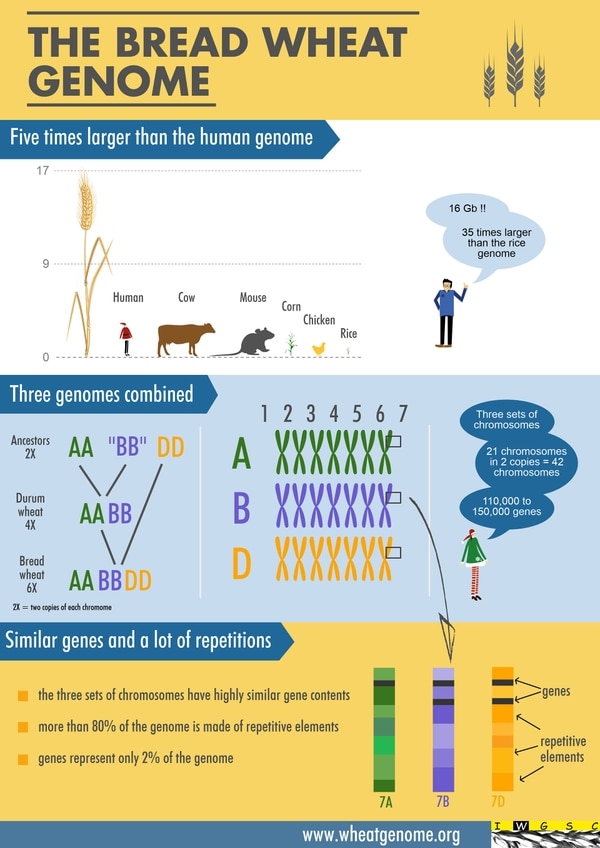 El genoma del trigo es cinco veces mayor que el del humano y 40 veces que el del arroz. Contiene 16 gigabites de información. Su compleja formación combina tres hierbas preexistentes que luego se convirtieron en el trigo actual, un híbrido formado con 110 mil a 150 mil genes que representan apenas el 2 por ciento de toda las estructura del genoma