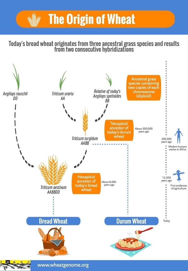 El esquema representa el desarrollo del trigo a lo largo de millones de años. Es cultivado desde hace 10.000 años por el hombre, que no existía cuando las hierbas ancestrales del trigo aún no se había fusionado para crear el cereal