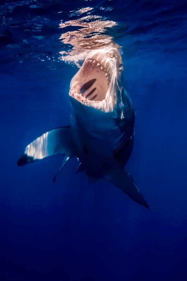 El gran tiburón blanco existe desde el Mioceno y sus fósiles más antiguos datan de hace unos dieciséis millones de años