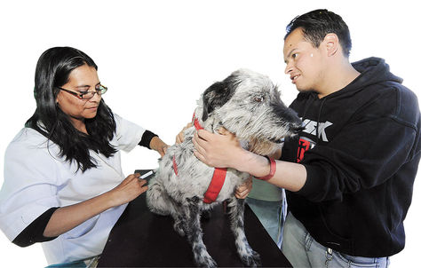 PROTECCIÓN. Un can vacunado en 2017 en La Paz. 