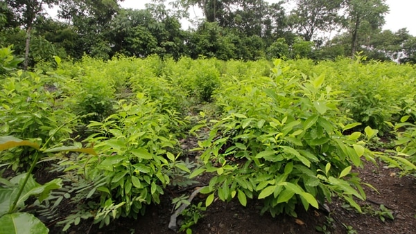 Según cifras de Estados Unidos, Colombia alcanzó en 2017 su récord histórico de cultivos ilícitos, con 209.000 hectáreas sembradas.