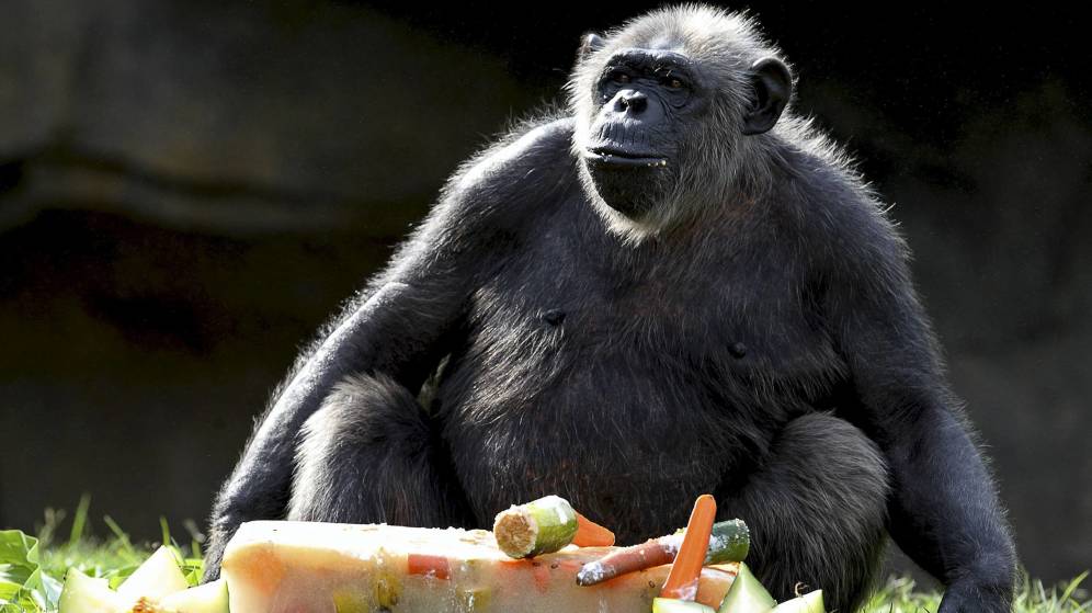 Foto: Un chimpancé, a punto de darse un festín gastronómico (EFE/Manuel Bruque)