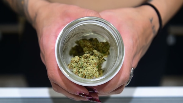 En 2016 se votó a favor de permitir que los adultos consumieran marihuana (AFP)