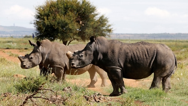 Rinoceronte negro (REUTERS/Siphiwe Sibeko)