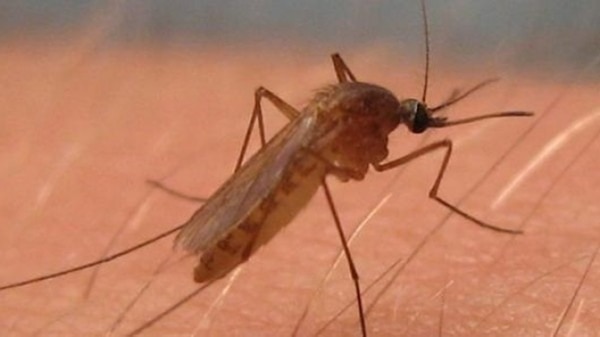 La fibre del viros del Nilo Occidental es provocada por un mosquito