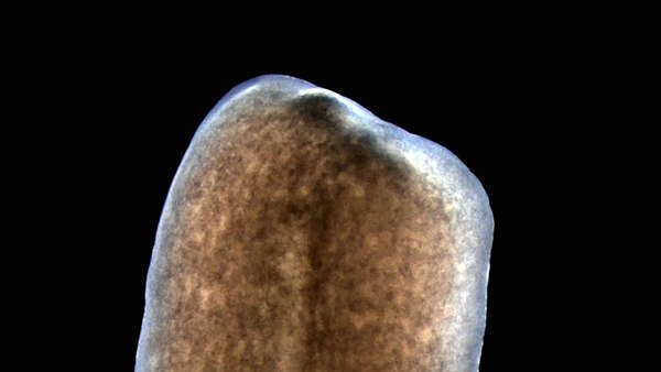 Un gusano planaria sin fibras longitudinales-no regenera: Así se ve un animal tratado con tecnología de ARN de transferencia que perdió sus fibras musculares longitudinales. Al quedarse sin cabeza, no puede regenerar (Instituto Whitehead para Investigación Biomédica)