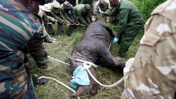 El personal del Servicio de Vida Silvestre de Kenia trata a una rinoceronte sedada para su transporte (Reuters)