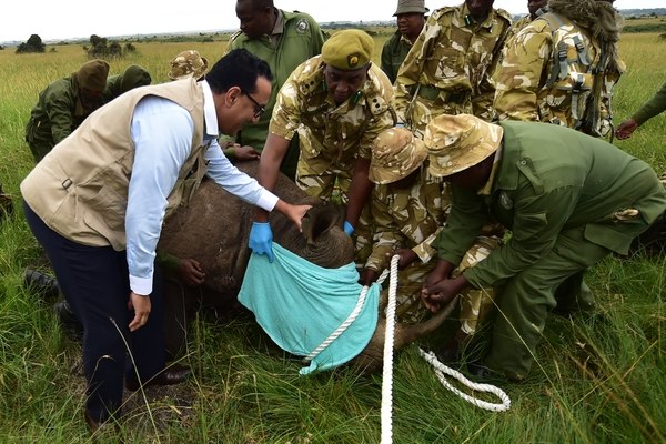 El proyecto para trasladar a los rinocerontes ignoró graves advertencias (AFP)