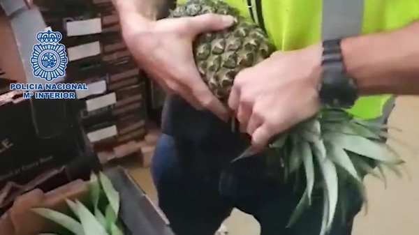 Un policía toma una de las piñas con cocaína