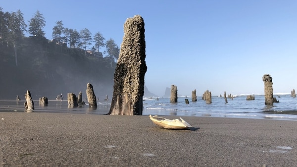 El “bosque fantasma” que fue sacudido y enterrado en el océano como resultado del terremoto de Cascadia (EFE/Tania Cidoncha)