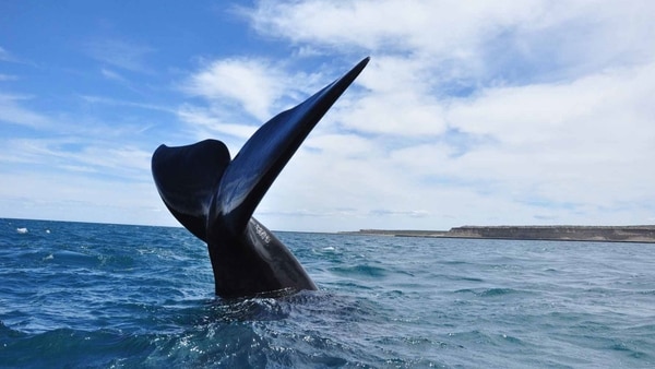 Las ballenas pudieron ser cazadas con barcos de remos y arpones de mano