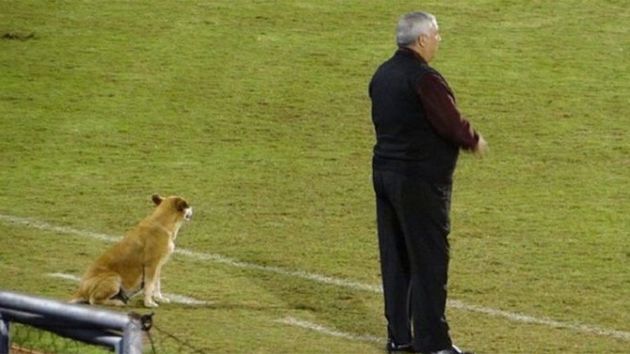 ¡Insólito! Una perra es "asistente" en un club paraguayo