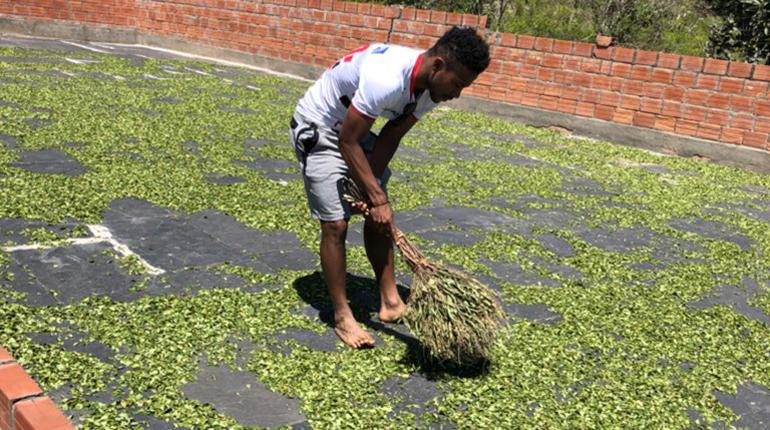 Ramiro Ballivián durante el secado de coca. | @ramiroballivian