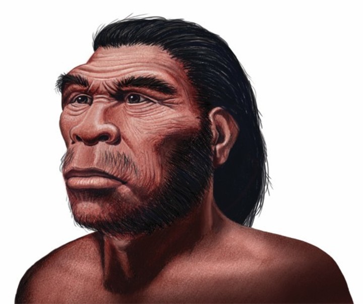 Homo habilis. Vivió hace 2,5 millones de años. Su cráneo era más redondeado y su cara, más corta y achatada. Fue el primer ser vivo que usó una herramienta con la intención de conservarla y mejorarla. /Ilustración: Néstor Canavarro.