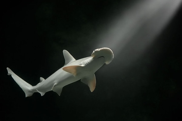 El hallazgo comprueba por primera vez la habilidad de ciertos tiburones de digerir plantas