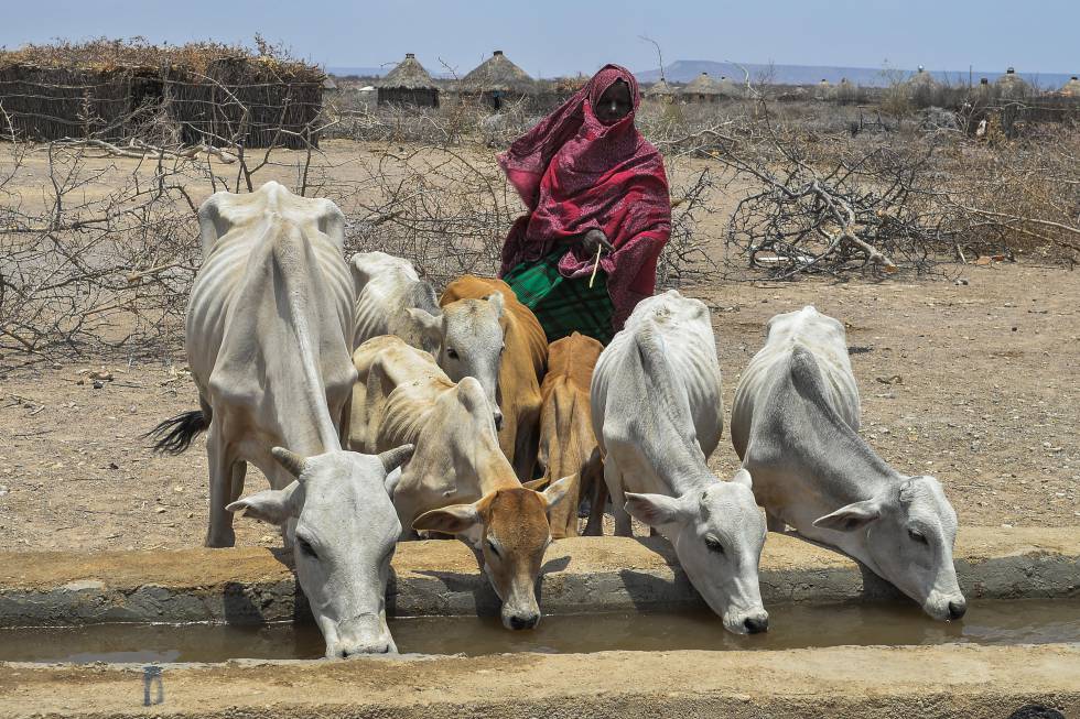 En el último trimestre de 2017, la situación alimentaria era crítica en Etiopía. La mayor cantidad e intensidad de eventos climáticos adversos está detrás del aumento de hambrientos en el mundo.