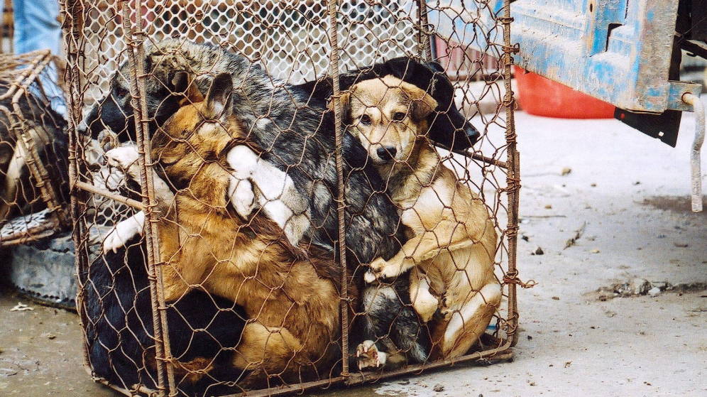 Foto: Más de 1000 establecimientos venden carne de perro en Hanoi (EFE/Animals Asia)