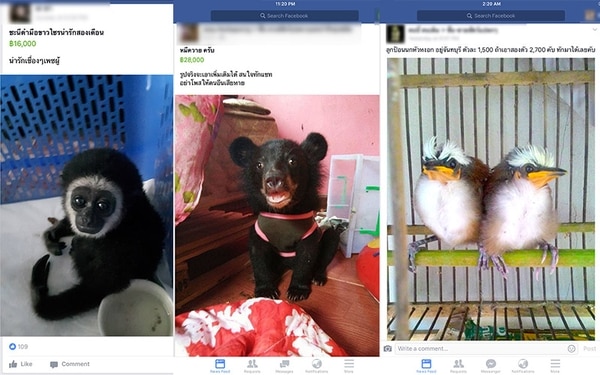 Más de 200.000 usuarios de Facebook integran grupos de tráfico animal en Tailandia. (Traffic)