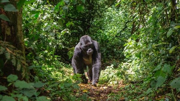 El gorila de montaña es una especie en peligro de extinción (Getty Images)