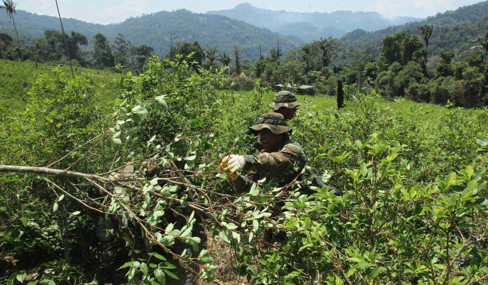 Un cultivo de coca en Colombia, en una imagen de archivo.