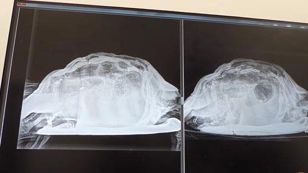 Imágenes de la tortuga -en principio pequeña- que los médicos encontraron en el área genital de la víctima