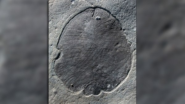 “Los científicos han estado peleando por más de 75 años” por la naturaleza de estos “fósiles estrafalarios” (AFP / Universidad Nacional Australiana)