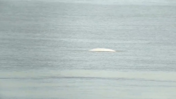 La beluga apareció a la altura de Coalhouse Fort