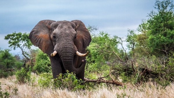 “Nosotros no sabemos qué fue lo que molestó a los elefantes y provocó el ataque a la mujer”, dijeron desde la reserva de Mana Pools, al norte de Zimbabue