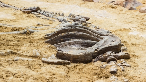 El nuevo dinosaurio caminaba predominantemente a cuatro patas, anticipando así el sistema de desplazamiento que posteriormente perfeccionaría el brontosaurio y sus semejantes