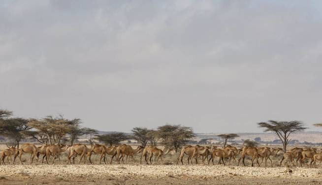 DAI13 QARDHO (SOMALIA) 27 03 2017.- Vista de un rebaño de camellos mientras cruzan un campamento para desplazados internos a las afueras de Qardho, en la región semiautónoma somalí de Puntland, ayer, 26 de marzo de 2017. La crisis alimentaria causada por la falta de lluvias en la región afecta a 5,6 millones de personas en Etiopía, según la Cruz Roja, que tiene como objetivo recaudar 13,8 millones de dólares para poder facilitar alimentos a