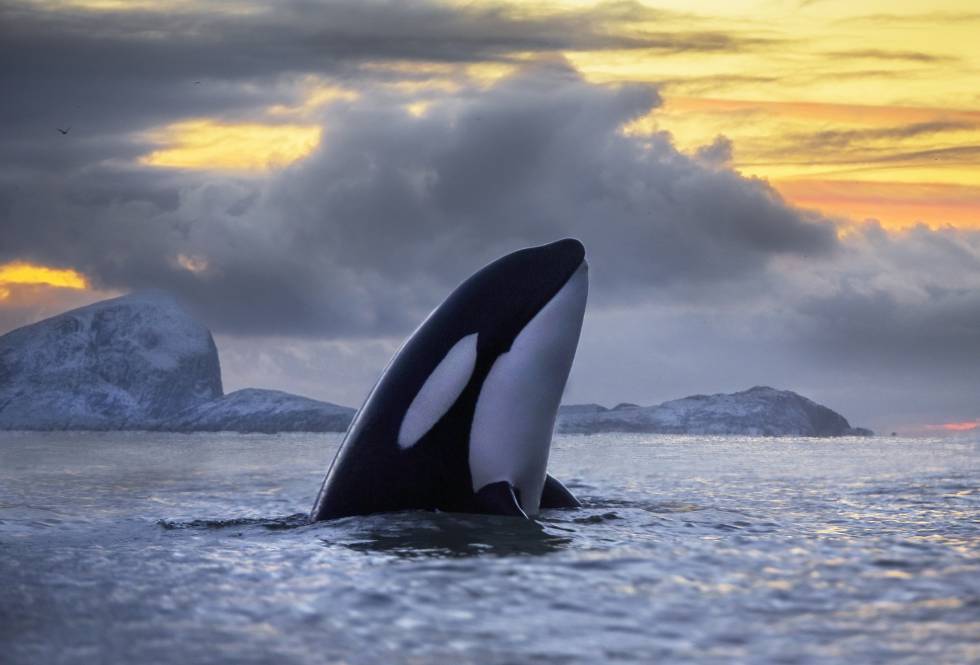 La mitad de las poblaciones de orcas parecen condenadas por el plástico.