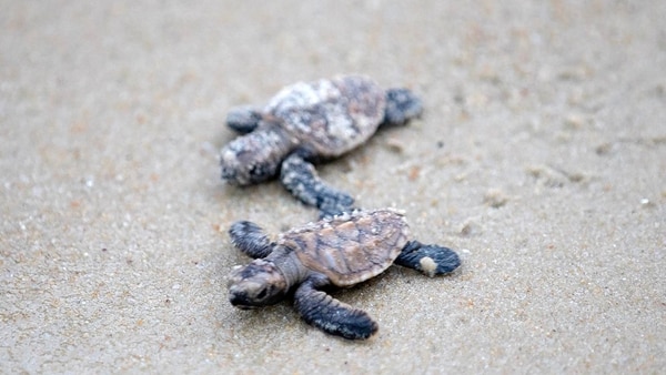 Se trata de la cuarta vez desde 1996 que han nacido tortugas en peligro de extinción en Sentosa